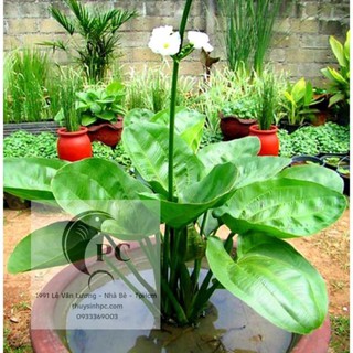 Bách Thủy Tiên, cây cảnh đẹp dễ trồng thích nghi mọi điều kiện khí hậu - cây cảnh và hạt giống giá tốt