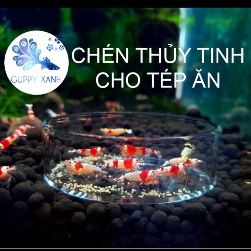 Chén Thuỷ Tinh Để Thức Ăn Cho Tép | Chén Tép Thuỷ Tinh