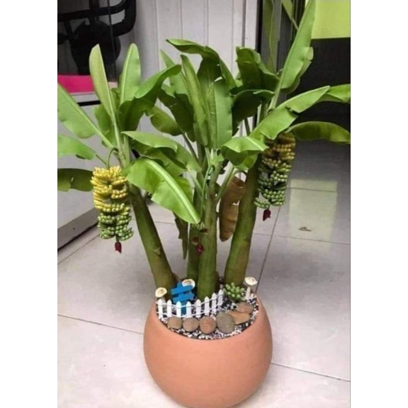 Cây chuối cảnh mini