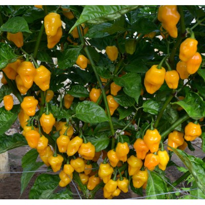 Còn hàng-ALO SHOP SHIP KHÔNG GÃY-Cây ỚT HABANERO mexico 15-25cm tặngdịchtrùn. SHIP 30PHÚT KHO Q11,7,9,THỦĐỨC, PHÚNHUẬN