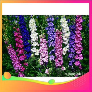 Hạt Giống Hoa Phi Yến - 50 Hạt [ Tặng bộ dụng cụ làm vườn Mini 3 món ] VIETGAR