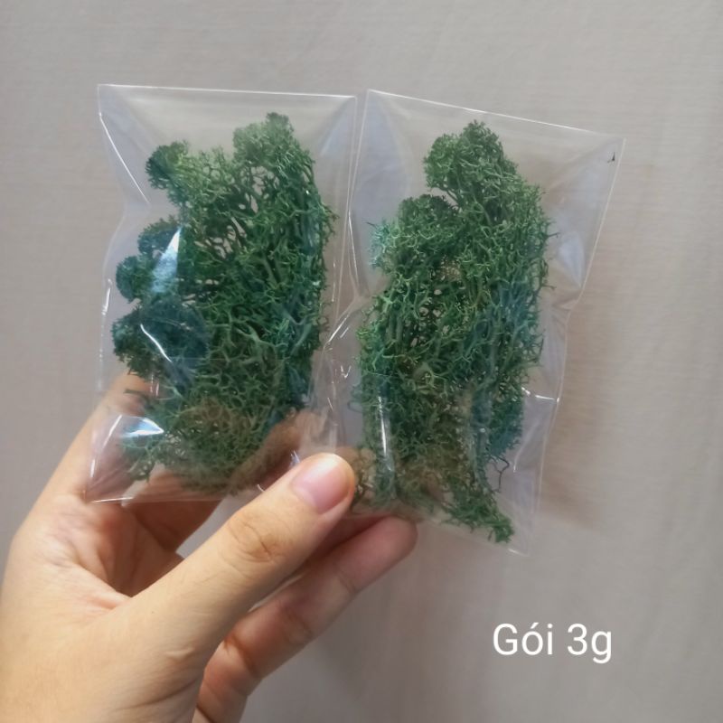 Reindeer Moss rêu tuần lộc dùng trang trí handmade cao cấp siêu đẹp