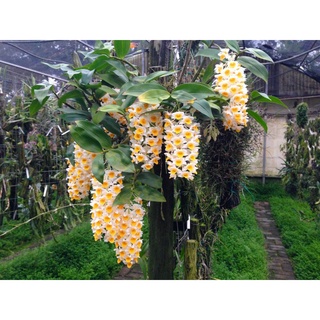 Lan kiều vàng đẹp