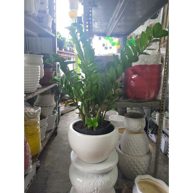 cây kim tiền kim phát tài