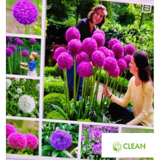 Gói 50 hạt giống hành hoa tím nở hoa quanh năm kéo dài 2-3 năm
