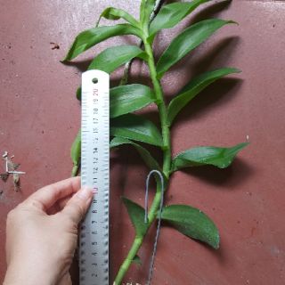 Phi điệp den mento