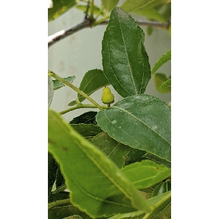 Táo tàu hồ lô