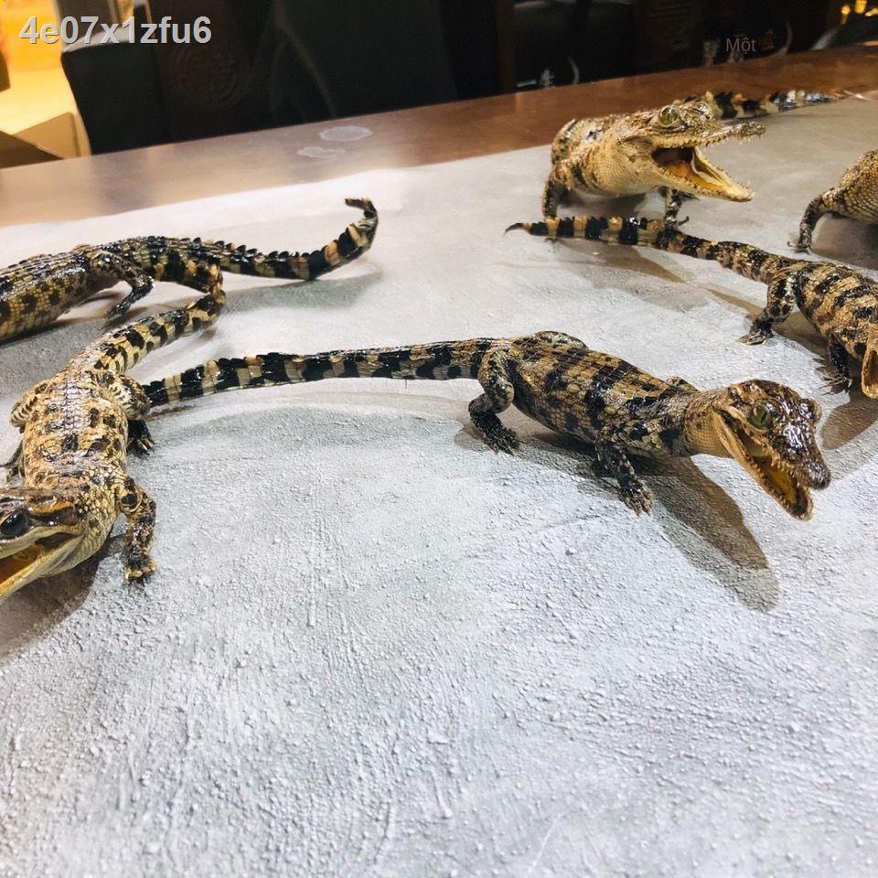 ▧ ✟  ♤Đồ trang trí mô phỏng hình cá sấu & chơi @