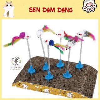 😺 Cây Ghim Bàn Cào Móng