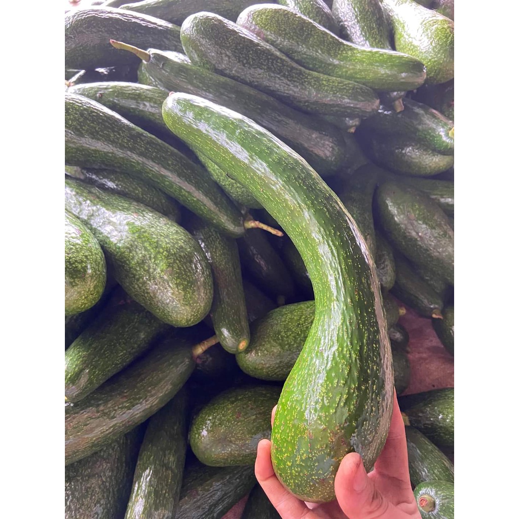 Cây Giống Bơ 034