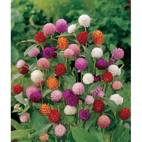 [GIÁ GỐC] Hạt Giống Hoa Cúc Bách Nhật mix - 50 hạt