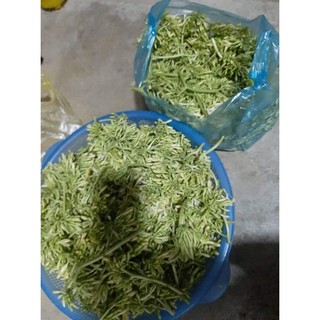 Hoa Đu Đủ đực