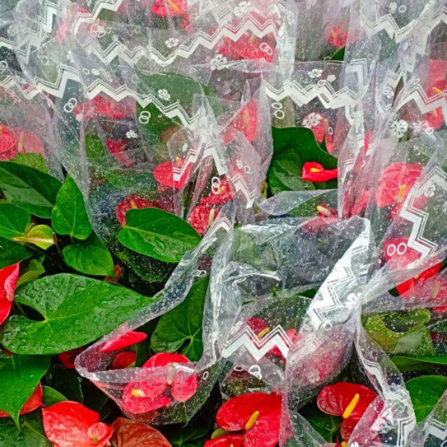 Hồng môn đỏ