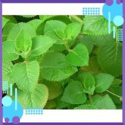 HẠT GIỐNG HÚNG CHANH GÓI 0,1G