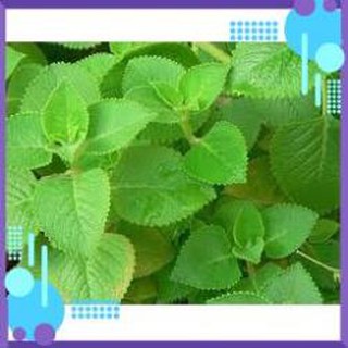 HẠT GIỐNG HÚNG CHANH GÓI 0,1G