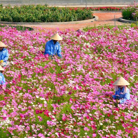 Hạt Giống Hoa Sao Nhái Đủ Màu Tỉ Lệ Nảy Mầm 99%