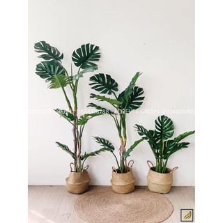 Cây Trầu Bà Nam Mỹ Giả _ Cây Trầu Bà Nhân Tạo Nhập Khẩu Trang Trí Cao Cấp