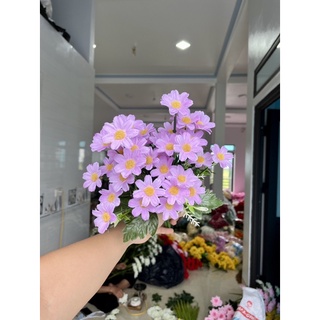 cúc tana siêu đẹp