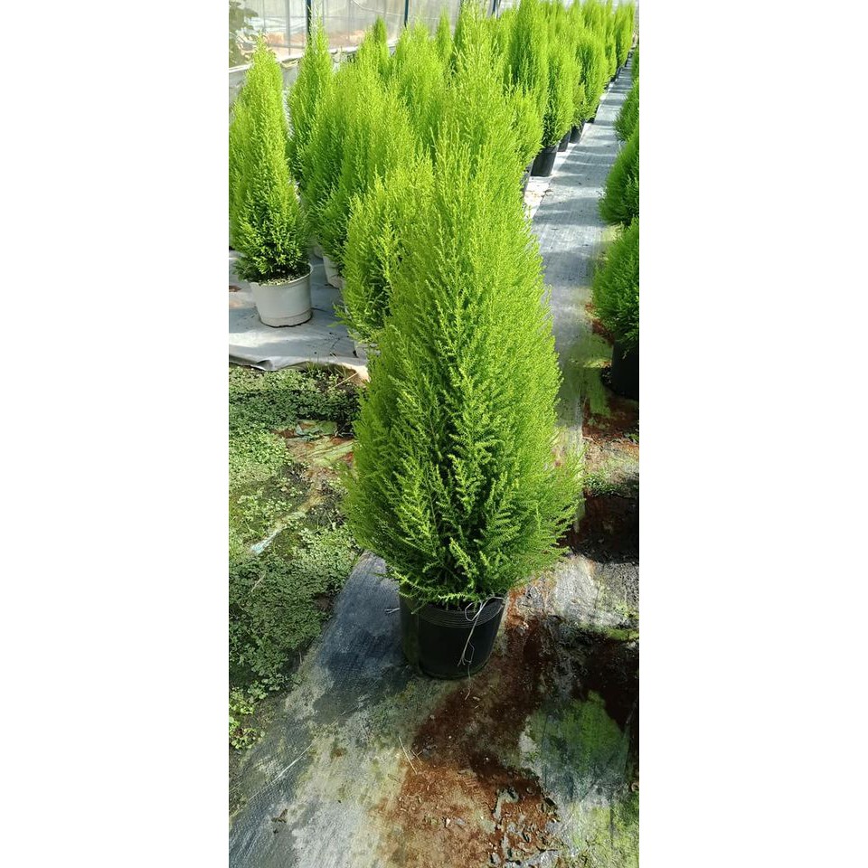 Cây tùng thơm trang trí noel cao 80-90 cm (ảnh thật số 2)