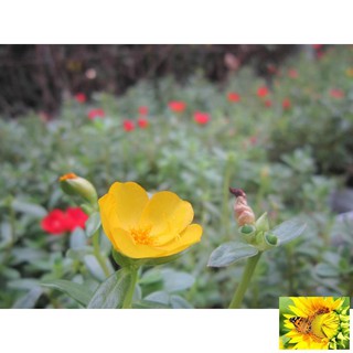 100 hạt hoa 10h sam (hoa sam)