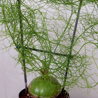 Cây Bowiea volubilis - Hành leo, hành biển (củ đẹp)