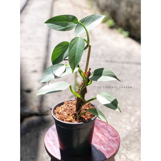 Trầu Bà Kiếm Bạc | Philodendron Hastatum