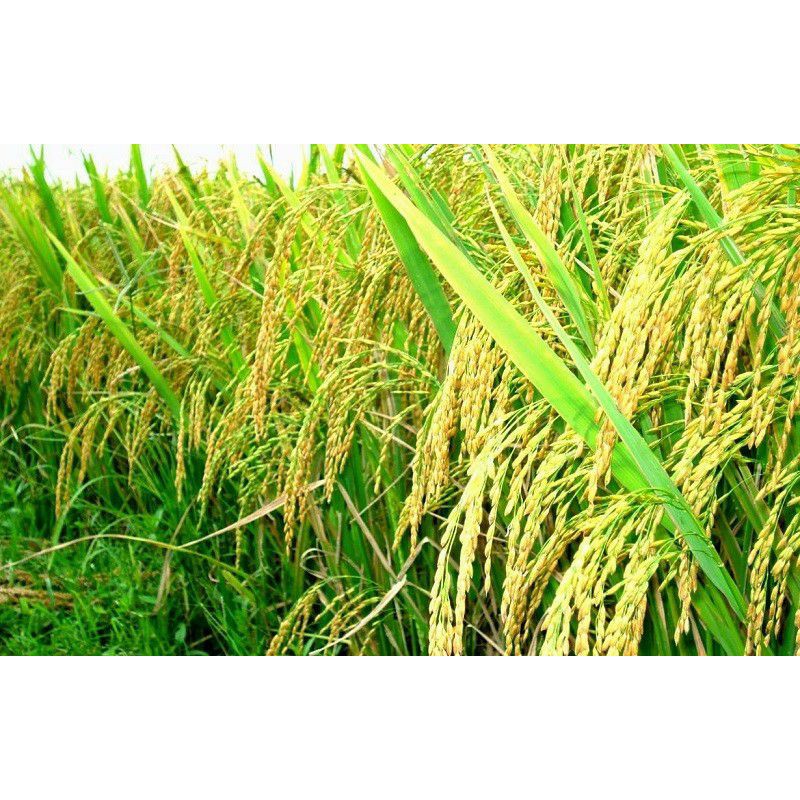 NẾP CÁI HOA VÀNG  - TÚI 1KG