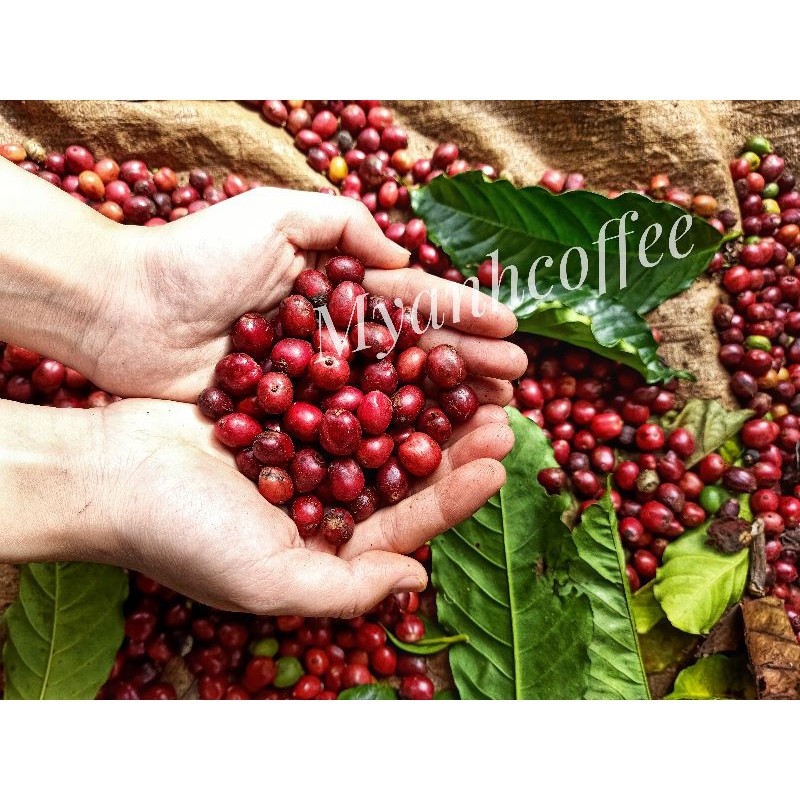 1kg Cà phê rang mộc bột pha phin - Cafe Robusta - MYANH Coffee - Bán tại TPHCM