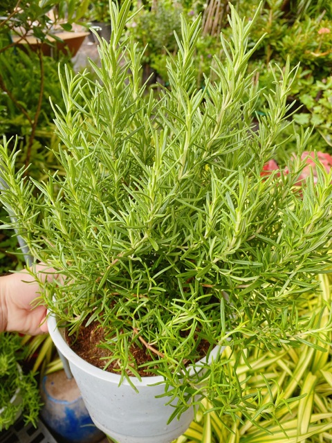 Chậu Hương Thảo size lớn