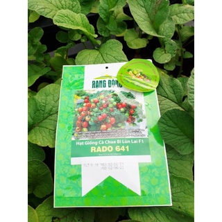 [ Rạng Đông] Hạt Giống Cà Chua Bi Lùn Lai F1 Rado 641, Siêu Trái 0,1g
