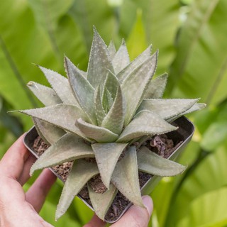 Sen đá Haworthia 9-11cm Ms 05 - Vườn sen đá