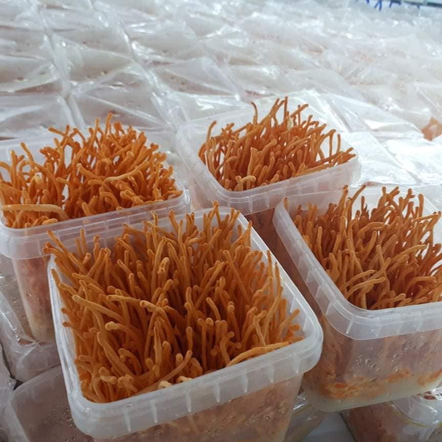 Đông Trùng Hạ Thảo Tươi 200g