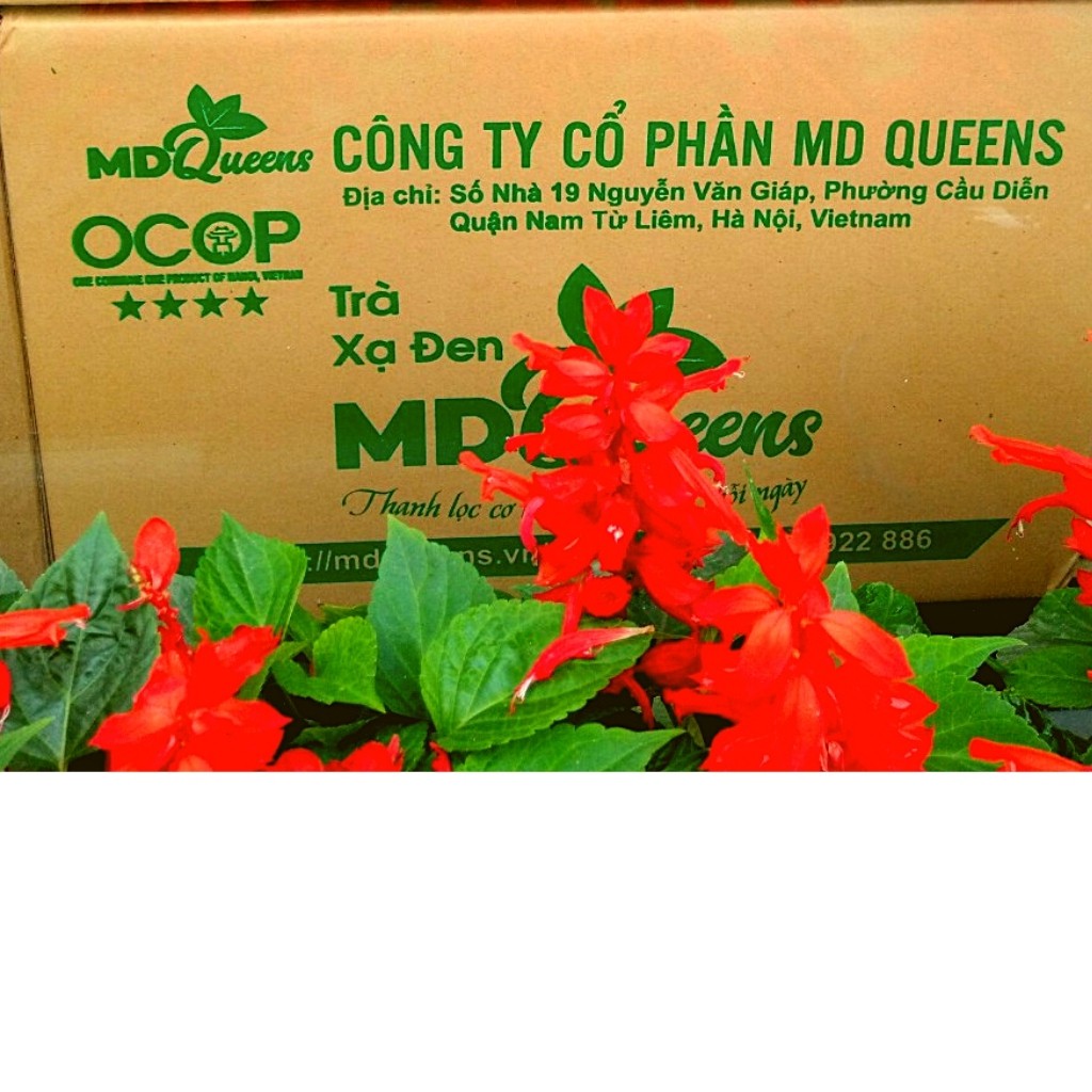 Trà xạ đen MD Queens 100% thảo dược thiên nhiên giúp ổn định huyết áp, hạ mỡ máu, men gan, thanh lọc cơ thể | BigBuy360 - bigbuy360.vn