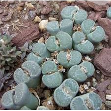Hạt giống thạch Lan Lipthop Hoa Sỏi