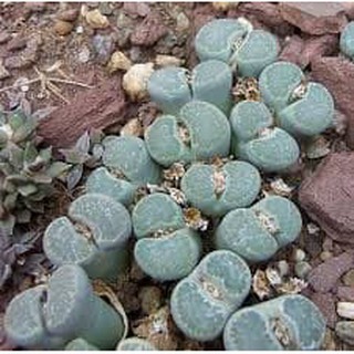 Hạt giống thạch Lan Lipthop Hoa Sỏi