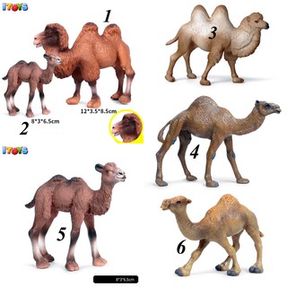 Mô hình con lạc đà, nhiều loại, mô hình động vật ITOYS