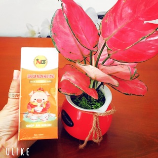 SIRO ĂN NGON HEO VÀNG giúp bé cải thiện tình trạng biếng ăn, còi xương, suy dinh dưỡng. Phòng và hổ trợ táo bón hiệu quả