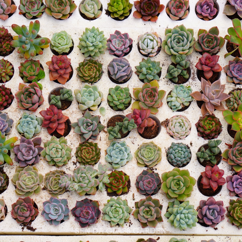 Sen đá mini Đà Lạt ngẫu nhiên GLASS GARDEN, size mini 2-3 cm, Siêu khỏe, form đẹp