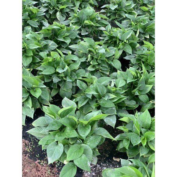 Cây vạn niên thanh tặng kèm dây treo