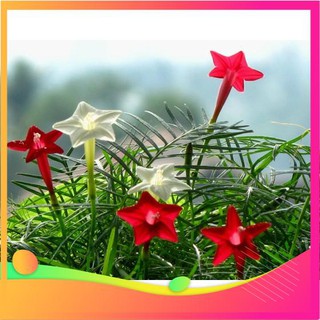 Hạt giống hoa tóc tiên mix - 10 hạt vietgar