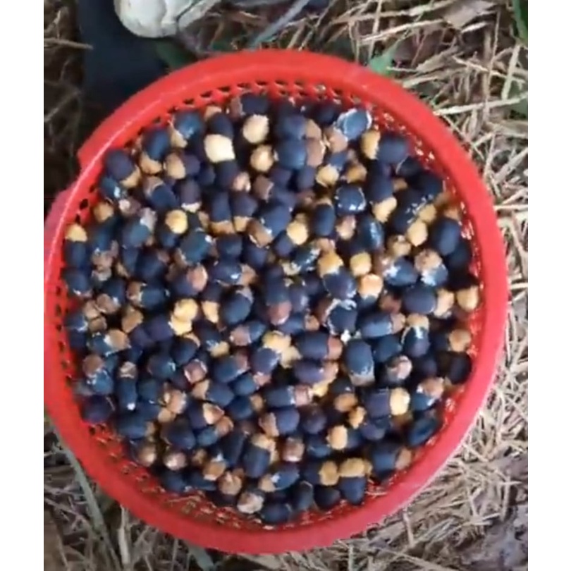 1kg Hạt giống gõ đỏ