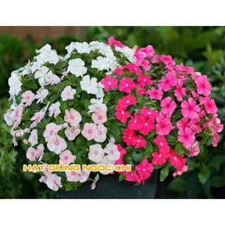 Hạt Giống Hoa Dừa Cạn - 100 Hạt