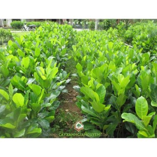 Cây Giống Mít Dai