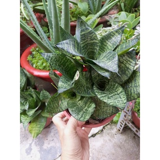 Bụi cây lưỡi hổ (cao khoảng 18cm)