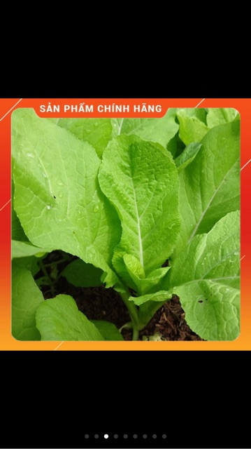 Hạt giống cải mơ hoàng mai- gói 20gr