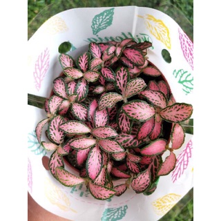 Cây cẩm nhung màu đỏ