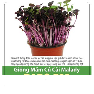 Hạt giống mầm củ cải malady 10gr
