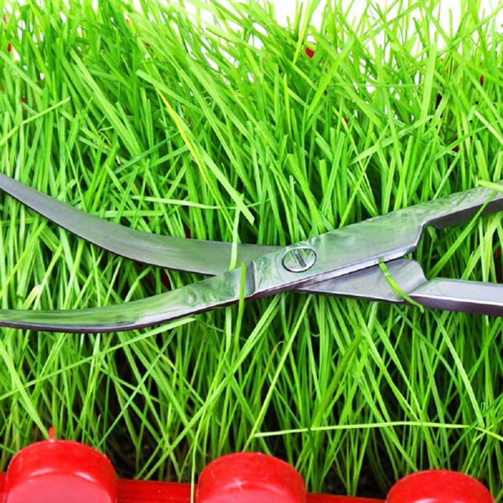 Kéo Cắt Kính Bể Cá 25cm Bằng Thép Không Gỉ