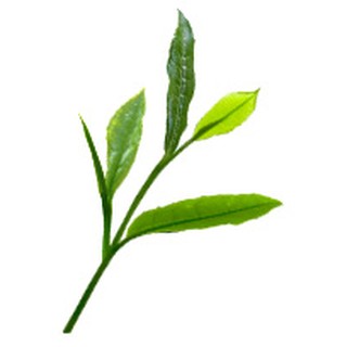 Bột Trà Xanh Matcha 30gram AROMA ZONE