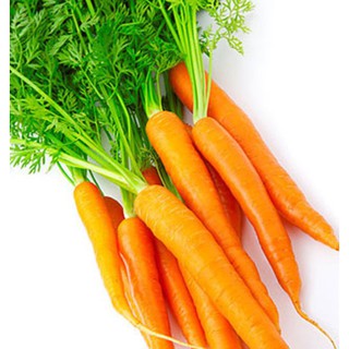 Hạt giống củ cà rốt gói 5gr